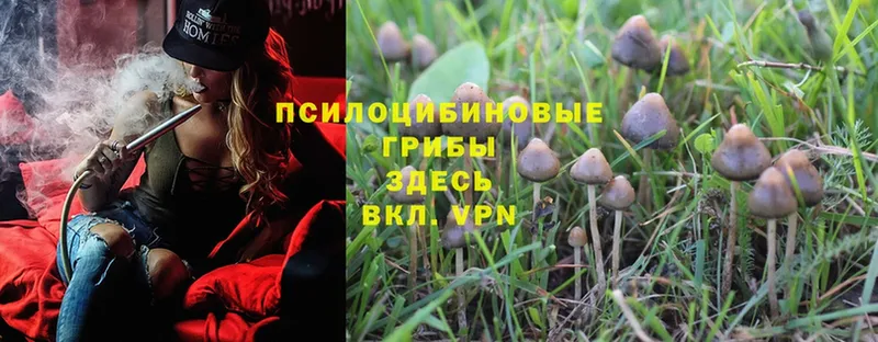 Псилоцибиновые грибы Psilocybe Карабаш